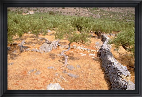 Framed Olive Orchard and Stone Wall, Greece Print