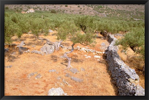 Framed Olive Orchard and Stone Wall, Greece Print