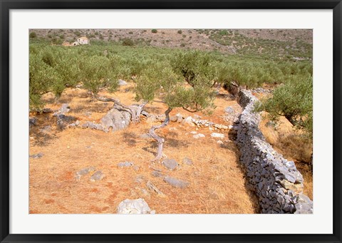 Framed Olive Orchard and Stone Wall, Greece Print