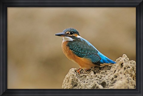 Framed Common Kingfisher bird, Cliff, Cyprus Print