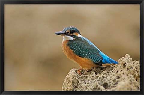 Framed Common Kingfisher bird, Cliff, Cyprus Print