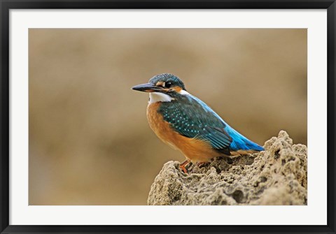 Framed Common Kingfisher bird, Cliff, Cyprus Print
