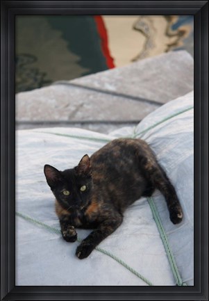Framed Greece, Paros, Naoussa, Cat on Boat Sails Print