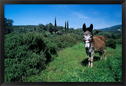 Framed Domestic Donkey, Samos, Greece Print