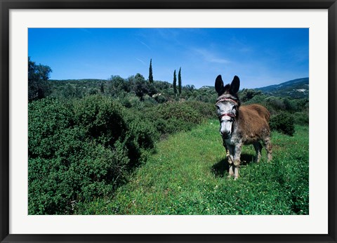 Framed Domestic Donkey, Samos, Greece Print