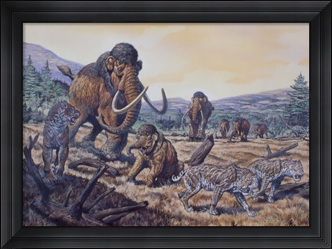 Framed Herd of Woolly Mammoth and Scimitar Sabertooth, Pleistocene Epoch Print