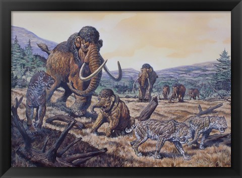 Framed Herd of Woolly Mammoth and Scimitar Sabertooth, Pleistocene Epoch Print