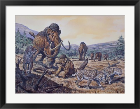 Framed Herd of Woolly Mammoth and Scimitar Sabertooth, Pleistocene Epoch Print