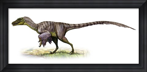 Framed Velociraptor, a Prehistoric Era Dinosaur Print