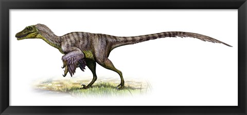 Framed Velociraptor, a Prehistoric Era Dinosaur Print