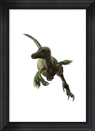 Framed Velociraptor, White Background Print