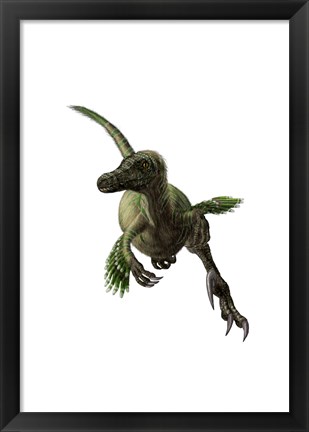 Framed Velociraptor, White Background Print