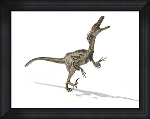 Framed Velociraptor Dinosaur Print