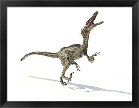 Framed Velociraptor Dinosaur Print