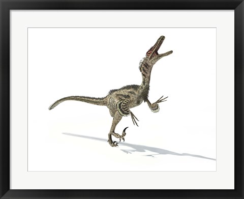 Framed Velociraptor Dinosaur Print