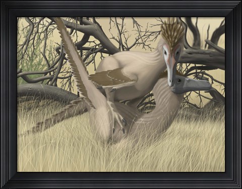 Framed Two Velociraptor&#39;s during MatingSseason Print