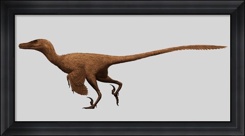 Framed Velociraptor Mongoliensis from the Cretaceous Period Print