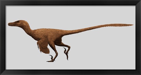 Framed Velociraptor Mongoliensis from the Cretaceous Period Print