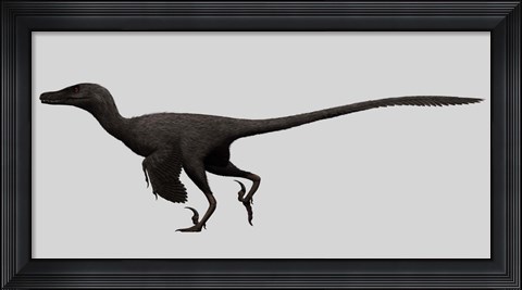 Framed Velociraptor Mongoliensis, Mid-sized Dinosaur Print