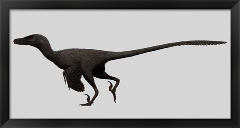 Framed Velociraptor Mongoliensis, Mid-sized Dinosaur Print