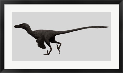 Framed Velociraptor Mongoliensis, Mid-sized Dinosaur Print