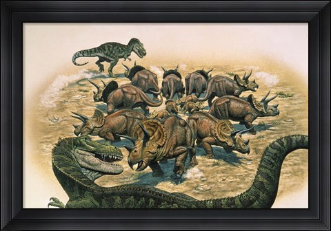 Framed Herd of Triceratops Defend their Territory Print
