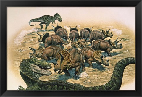 Framed Herd of Triceratops Defend their Territory Print