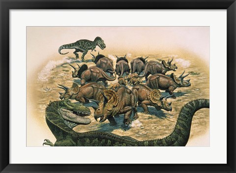 Framed Herd of Triceratops Defend their Territory Print