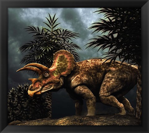 Framed Triceratop, Herbivorous Dinosaur from the Cretaceous Period Print