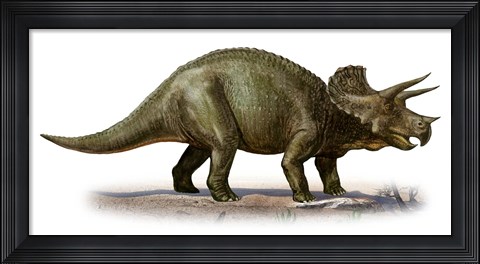 Framed Triceratops Dinosaur 6 Print