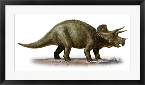 Framed Triceratops Dinosaur 6 Print