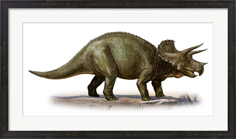 Framed Triceratops Dinosaur 6 Print