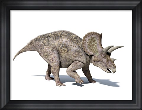 Framed 3D rendering of a Triceratops Dinosaur Print
