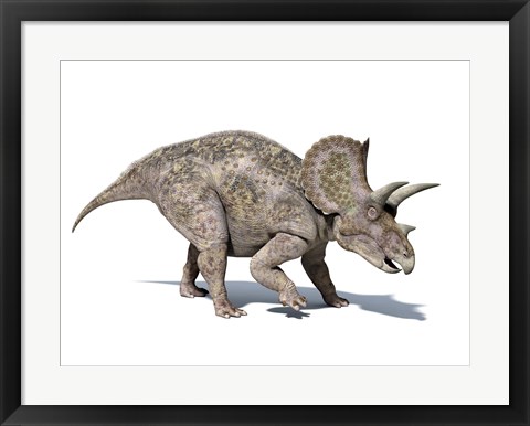 Framed 3D rendering of a Triceratops Dinosaur Print