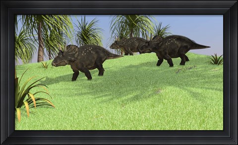 Framed Three Triceratops Walking across an Open Field Print
