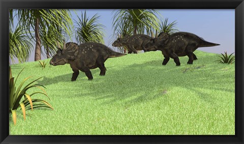 Framed Three Triceratops Walking across an Open Field Print