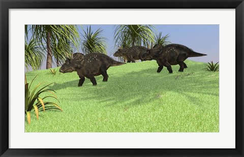 Framed Three Triceratops Walking across an Open Field Print