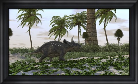 Framed Triceratops Print