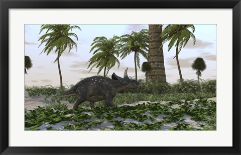 Framed Triceratops Print