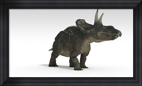 Framed Triceratops Dinosaur 2 Print