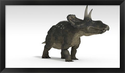 Framed Triceratops Dinosaur 2 Print