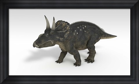 Framed Triceratops Dinosaur 3 Print