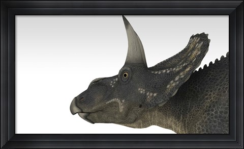 Framed Triceratops Dinosaur 4 Print