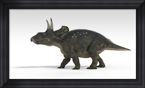 Framed Triceratops Dinosaur 5 Print
