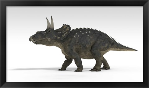 Framed Triceratops Dinosaur 5 Print