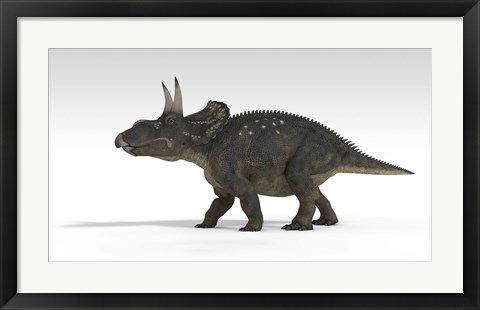 Framed Triceratops Dinosaur 5 Print