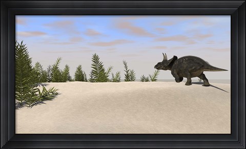 Framed Triceratops Dinosaur 7 Print
