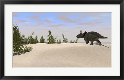 Framed Triceratops Dinosaur 7 Print