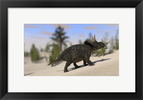 Framed Triceratops Dinosaur 8 Print