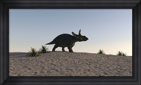 Framed Triceratops Walking across a Barren Landscape 1 Print